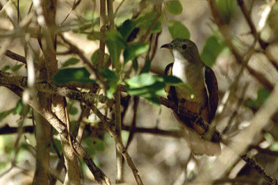 02291 - Brush Cuckoo - Cacomantis variolosus