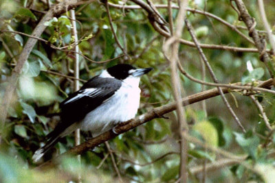 06158 - Grey Butcherbird - Cracticus torquatus