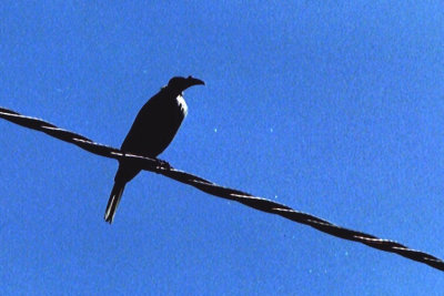 05800 - Helmeted Friarbird - Philemon buceroides