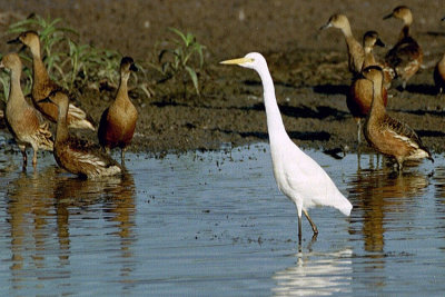 00847 - Intermediate Egret - Egretta intermedia