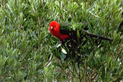 04109 - Australian King Parrot - Alisterus scapularis