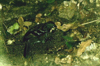 05982 - Australian Logrunner - Orthonyx temminckii