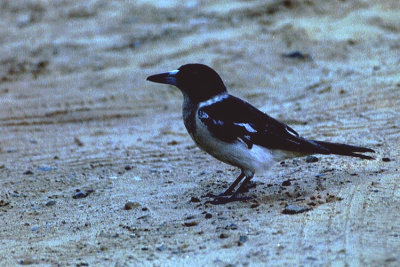 06161 - Pied Butcherbird - Cracticus nigrogularis