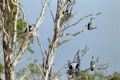 00906 - Australian Pied Cormorant - Phalacrocorax varius