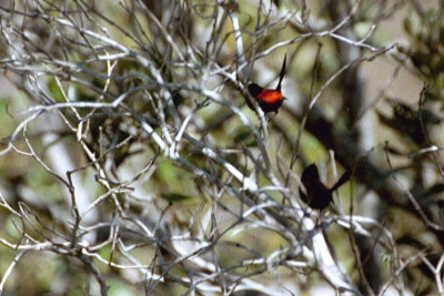 05703 - Red-backed Fairywren - Malurus melanocephalus