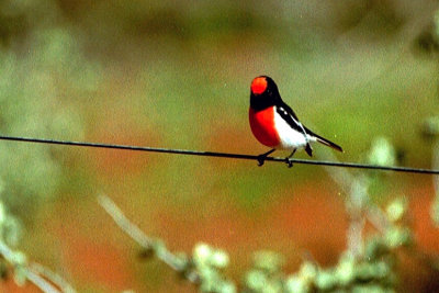 06851 - Red-capped Robin - Petroica goodenovii