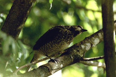 05677 - Regent Bowerbird - Sericulus chrysocephalus