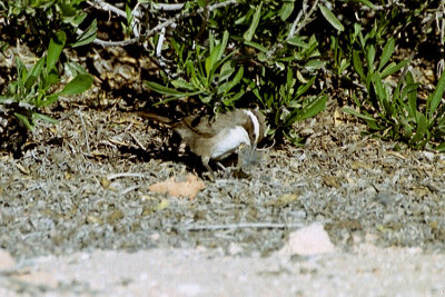 05979 - White-browed Babbler - Pomatostomus superciliosus