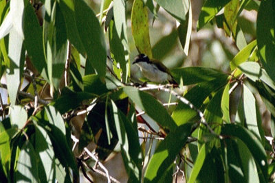 05814 - White-throated Honeyeater - Melithreptus albogularis