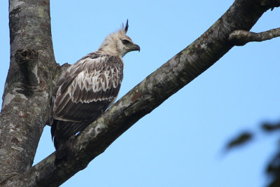 01017 - Black-and-Chestnut Eagle - Spizaetus isidori
