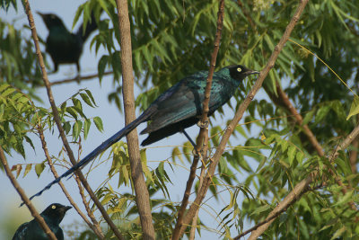 Long-tailed Glossy Starling