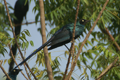 Long-tailed Glossy Starling