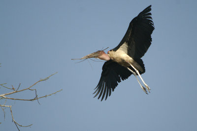 Marabou Stork