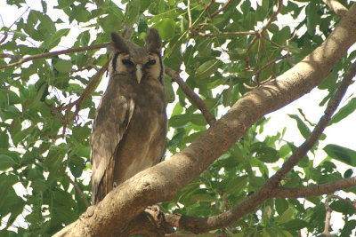 Verreaux' Eagle Owl