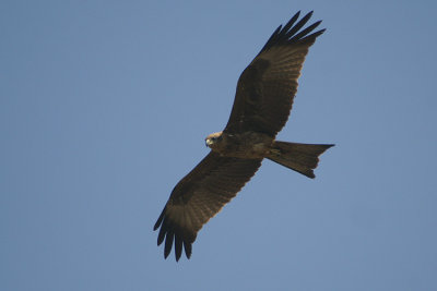 01121 - Black Kite - Milvus migrans