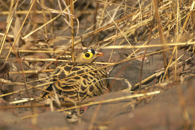 01810 - Four-banded Sandgrouse - Pterocles quadricinctus