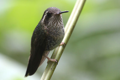 03000 - Speckled Hummingbird - Adelomyia melanogenys