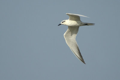 Gull-billed Tern