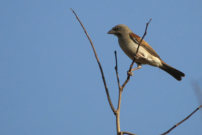 Northern Grey-headed Sparrow