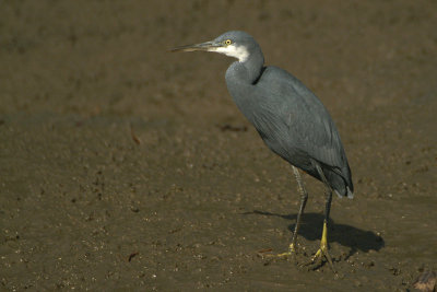 Western Reef Heron