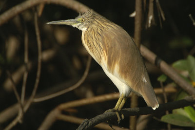 Squacco Heron