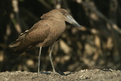 Hamerkop