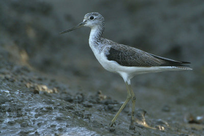 Common Greenshank