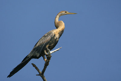 African Darter