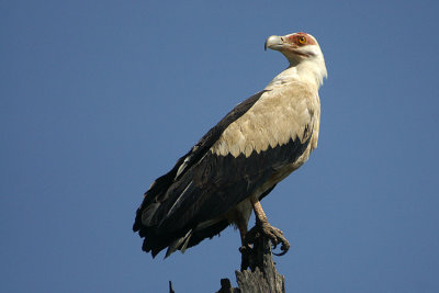 00949 - Palm-nut Vulture - Gypohierax angolensis
