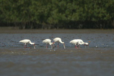 00785 - African Spoonbill - Platalea alba