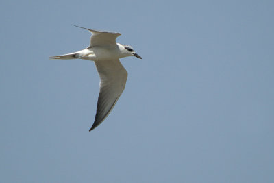 Gull-billed Tern