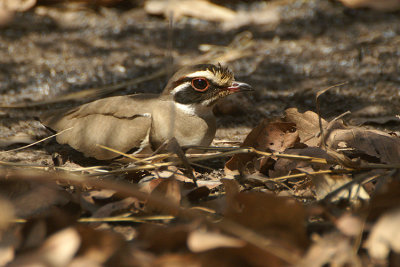 Bronze-winged Courser