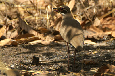 Bronze-winged Courser