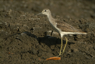 Common Greenshank