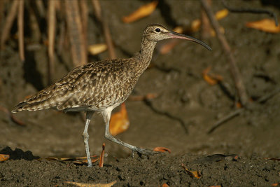 Whimbrel