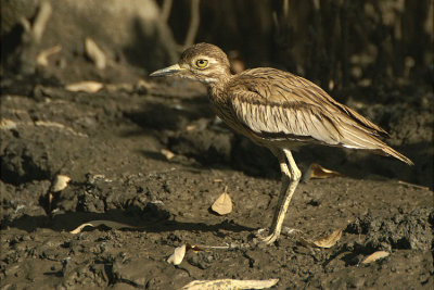 Senegal Thick-knee