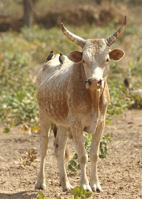 08516 - Yellow-billed Oxpecker - Buphagus africanus