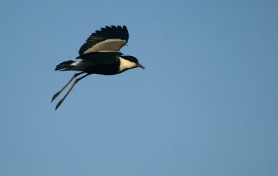 Spur-winged Plover