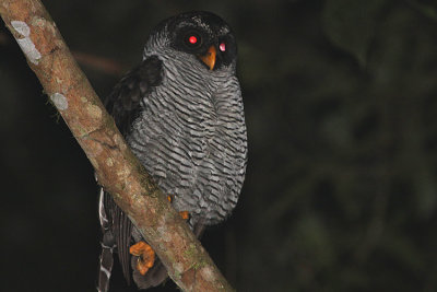 02468 - Black-and-white Owl - Strix nigrolineata