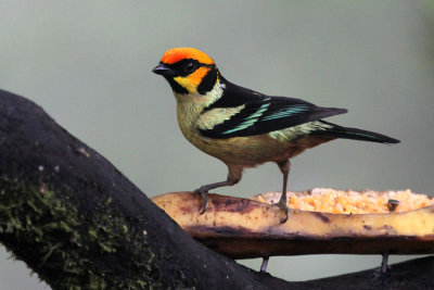 10365 - Flame-faced Tanager - Tangara parzudakii