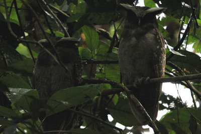 Crested Owl