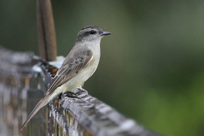 05442 - Crowned Slaty Flycatcher - Griseotyrannus aurantioatrocristatus