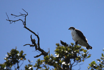 01160 - Variable Hawk - Geranoaetus polyosoma