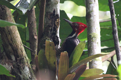 03822 - Guayaquil Woodpecker - Campephilus gayaquilensis