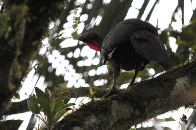 Crested Guan