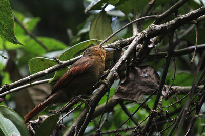 Buff-fronted Foliage-gleaner