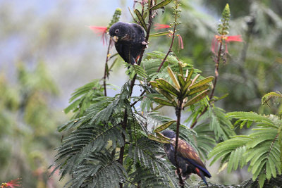04285 - Bronze-winged Parrot - Pionus chalcopterus