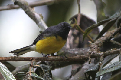 Slate-throated Whitestart