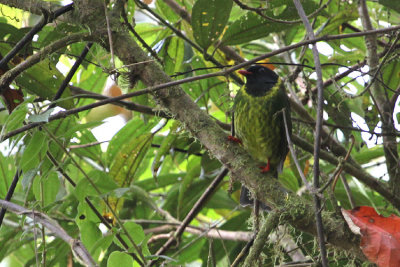 Green-and-black Fruiteater