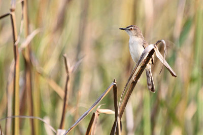 07654 - Plain Prinia - Prinia inornata